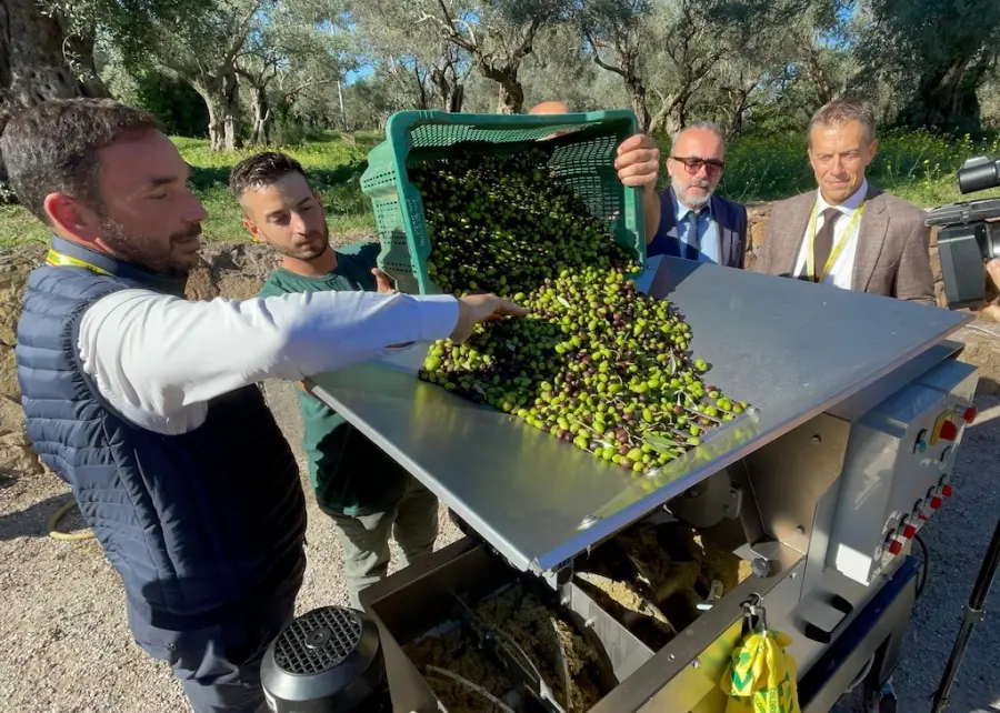 Olio, Coldiretti / Unaprol: "30 milioni di ulivi da salvare, sos alberi storici"
