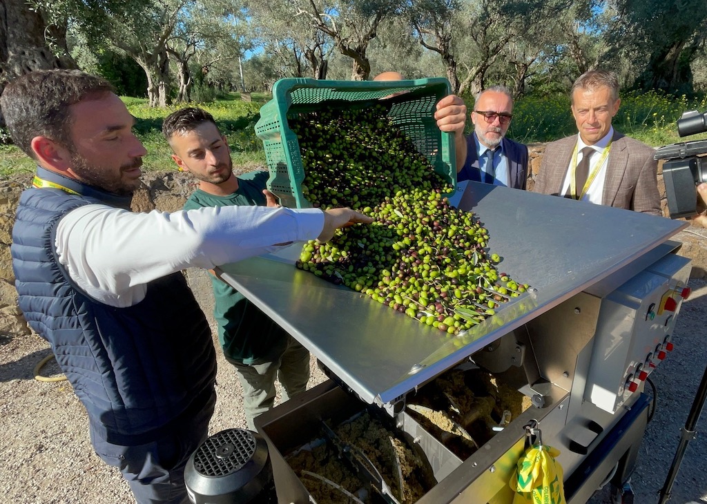 Olio, Coldiretti / Unaprol: "30 milioni di ulivi da salvare, sos alberi storici"