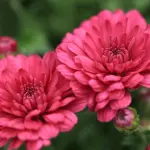 2 novembre, Coldiretti: 3,5 mln di crisantemi per i defunti